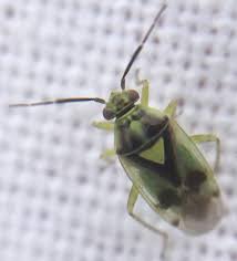 Attēlu rezultāti vaicājumam “Orthops campestris”