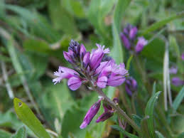 Attēlu rezultāti vaicājumam “Polygala vulgaris”
