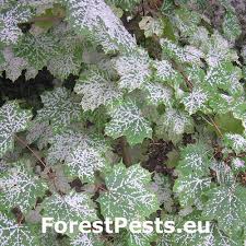 Attēlu rezultāti vaicājumam “Sawadaea tulasnei”