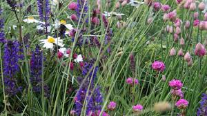 Image result for Grasnelke