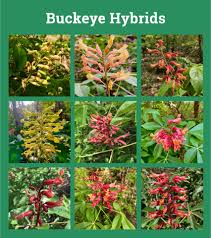 Attēlu rezultāti vaicājumam “Aesculus x hybrida flower”