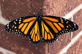 Attēlu rezultāti vaicājumam “Lepidoptera”