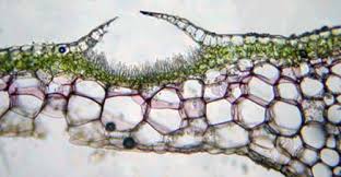 Attēlu rezultāti vaicājumam “Aloina rigida sporophyte”