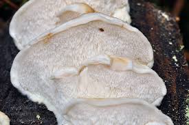 Attēlu rezultāti vaicājumam “Postia fragilis”