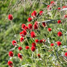 Image result for Kugelamarant