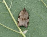 Attēlu rezultāti vaicājumam “Lozotaenia forsterana”