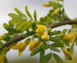Attēlu rezultāti vaicājumam “Caragana arborescens flower”