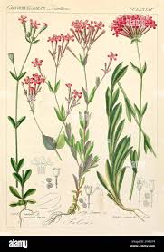 Attēlu rezultāti vaicājumam “Silene wolgensis”