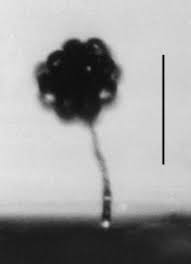 Attēlu rezultāti vaicājumam “Didymium nigripes young”