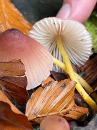 Attēlu rezultāti vaicājumam “Mycena renati”