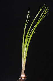 Attēlu rezultāti vaicājumam “Isoetes lacustris leaf”