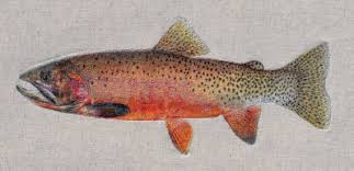 Image result for Oncorhynchus clarkii