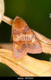 Attēlu rezultāti vaicājumam “Agrochola helvola”