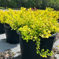 Attēlu rezultāti vaicājumam “Berberis thunbergii”