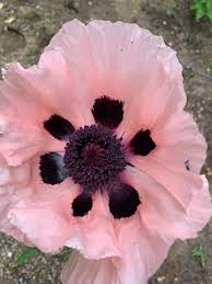 Attēlu rezultāti vaicājumam “Papaver orientale”