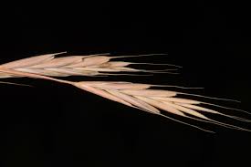 Attēlu rezultāti vaicājumam “Brachypodium sylvaticum”