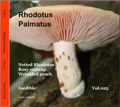 Attēlu rezultāti vaicājumam “Rhodotus palmatus”