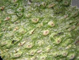 Attēlu rezultāti vaicājumam “Pertusaria leioplaca”