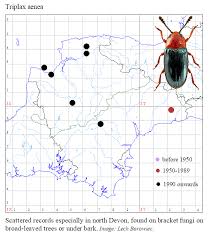Attēlu rezultāti vaicājumam “Triplax aenea”