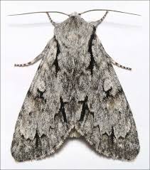 Attēlu rezultāti vaicājumam “Acronicta cuspis”