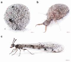 Attēlu rezultāti vaicājumam “Myrmeleontidae imago”