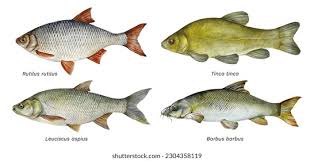 Image result for Rutilus rutilus