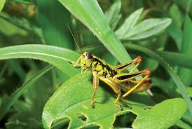 Attēlu rezultāti vaicājumam “Orthoptera”