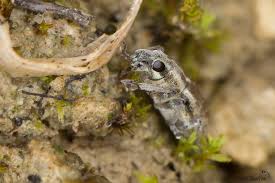 Attēlu rezultāti vaicājumam “Sitona sp.”