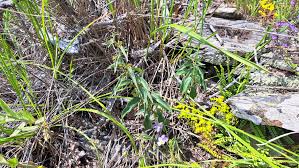 Attēlu rezultāti vaicājumam “Phleum phleoides fruit”