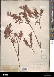 Attēlu rezultāti vaicājumam “Salix myrtilloides”