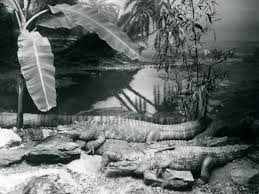 Image result for London Gators