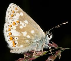 Attēlu rezultāti vaicājumam “Aricia artaxerxes”