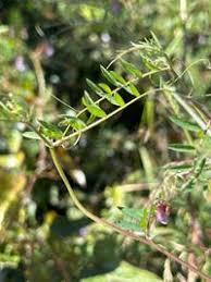 Attēlu rezultāti vaicājumam “Vicia tenuifolia”