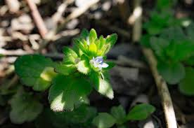 Attēlu rezultāti vaicājumam “Veronica arvensis flower”