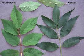 Attēlu rezultāti vaicājumam “Fraxinus pennsylvanica leaf”