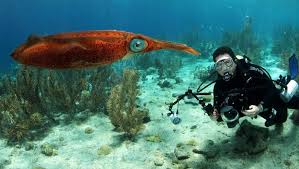 Image result for Great Western Divers