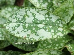 Attēlu rezultāti vaicājumam “Pulmonaria saccharata leaf”