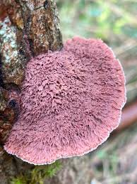 Attēlu rezultāti vaicājumam “Hapalopilus nidulans”