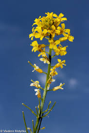 Attēlu rezultāti vaicājumam “Barbarea vulgaris subsp. arcuata fruit”