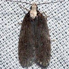 Attēlu rezultāti vaicājumam “Depressaria olerella imago”