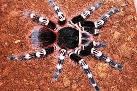 Znalezione obrazy dla zapytania geniculata