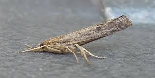 Attēlu rezultāti vaicājumam “Pediasia fascelinella”