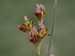 Attēlu rezultāti vaicājumam “Juncus gerardii bud”