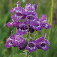 Image result for Penstemon