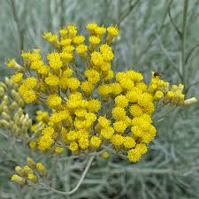 Image result for Strohblume