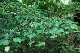 Attēlu rezultāti vaicājumam “Tilia amurensis”