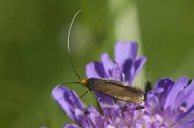 Attēlu rezultāti vaicājumam “Nemophora metallica”