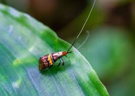 Attēlu rezultāti vaicājumam “Adelidae”