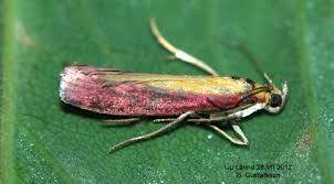 Attēlu rezultāti vaicājumam “Oncocera semirubella”