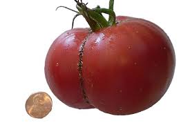 Afbeeldingsresultaat voor butter and bull heart tomato